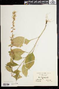 Solidago bicolor image