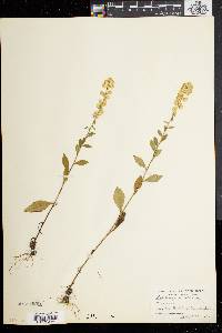 Solidago bicolor image