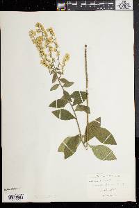 Solidago bicolor image