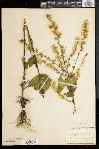 Solidago bicolor image