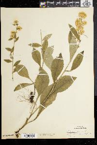 Solidago bicolor image