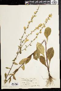 Solidago bicolor image