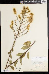 Solidago bicolor image