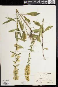 Solidago bicolor image