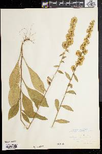 Solidago bicolor image