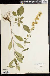 Solidago bicolor image