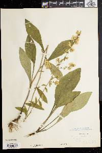 Solidago bicolor image