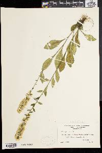 Solidago bicolor image