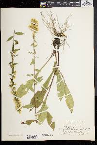 Solidago bicolor image