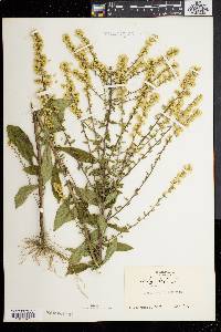 Solidago bicolor image