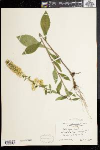 Solidago bicolor image