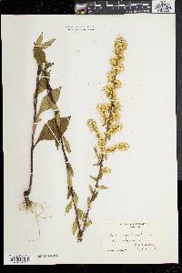 Solidago bicolor image