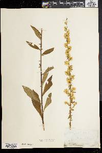 Solidago bicolor image