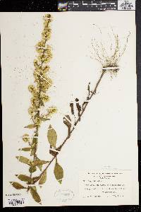 Solidago bicolor image