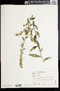 Solidago bicolor image