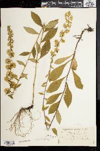 Solidago bicolor image