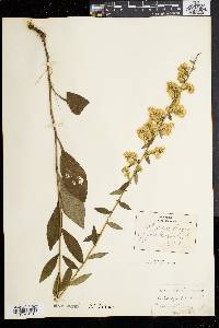 Solidago bicolor image