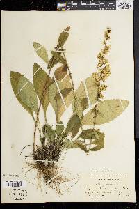 Solidago bicolor image