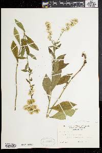 Solidago bicolor image