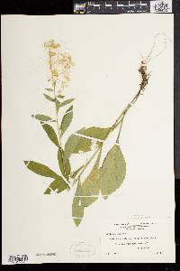 Solidago bicolor image