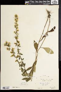 Solidago bicolor image