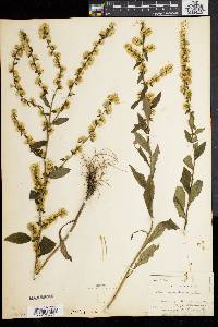 Solidago bicolor image