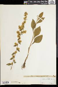 Solidago bicolor image