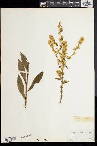 Solidago bicolor image