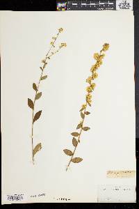 Solidago bicolor image