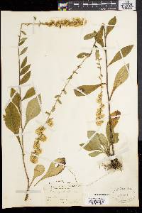 Solidago bicolor image