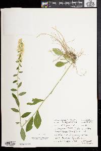 Solidago bicolor image