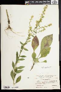 Solidago bicolor image