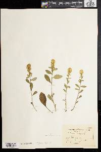 Solidago bicolor image