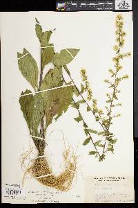 Solidago bicolor image