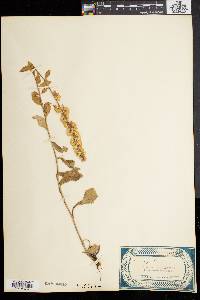 Solidago bicolor image