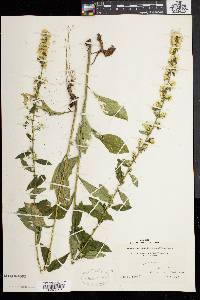 Solidago bicolor image