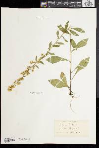 Solidago bicolor image