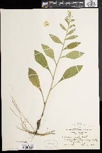 Solidago bicolor image