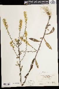 Solidago bicolor image