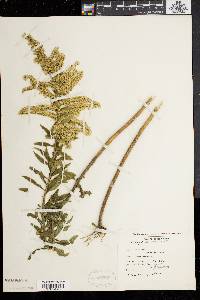 Solidago canadensis var. hargeri image