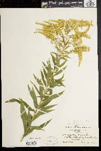 Solidago canadensis var. hargeri image