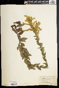 Solidago fistulosa image