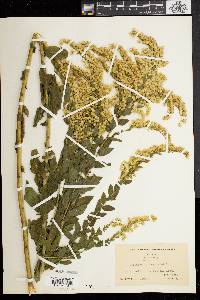 Solidago fistulosa image