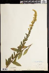 Solidago fistulosa image