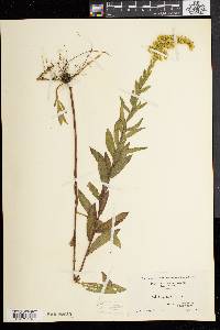 Solidago fistulosa image