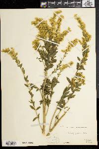 Solidago fistulosa image