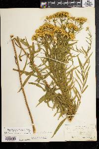 Solidago graminifolia image