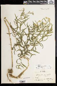 Solidago graminifolia image