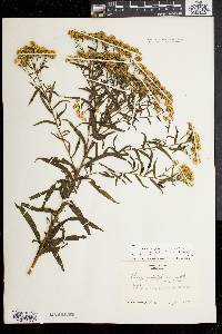 Solidago graminifolia image