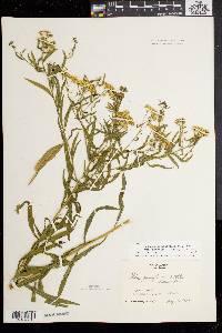 Solidago graminifolia image